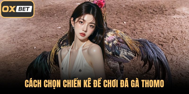 Cách chọn chiến kê để chơi đá gà Thomo